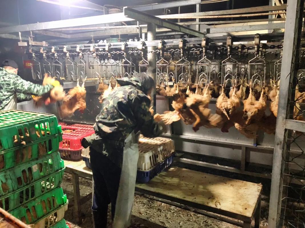 广西鑫智强食品加工 专业家禽宰杀与真空包装服务