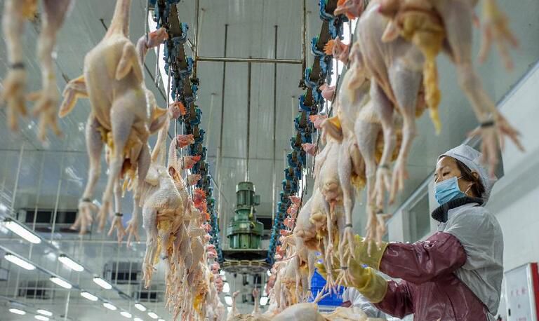 家禽屠宰现代化 肉鸡脱毛机与自动化生产线的核心作用