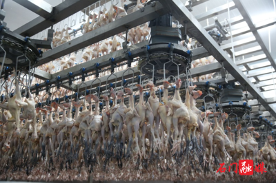 从“一鸡独飞”到“产业群飞” 中国鲜禽第一股湘佳股份的蝶变之旅