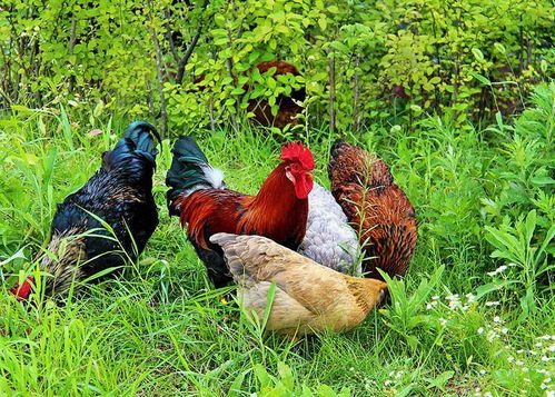 新加坡暂停进口波兰受禽流感疫情影响地区家禽产品