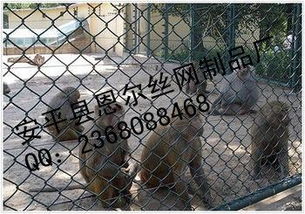 安平县恩尔丝网制品厂 专业供应家禽养殖与建筑防护网具