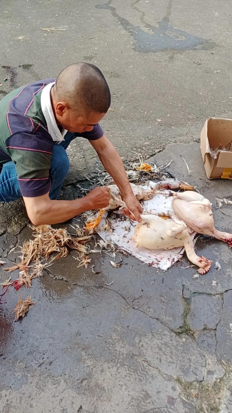 杀鸡宰鸭 人间烟火里的幸福密码