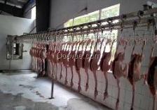 家禽屠宰 流程、挑战与现代化管理