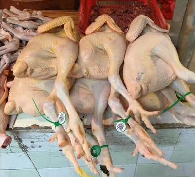 家禽屠宰追溯系统 食品安全从二维码脚环标识开始