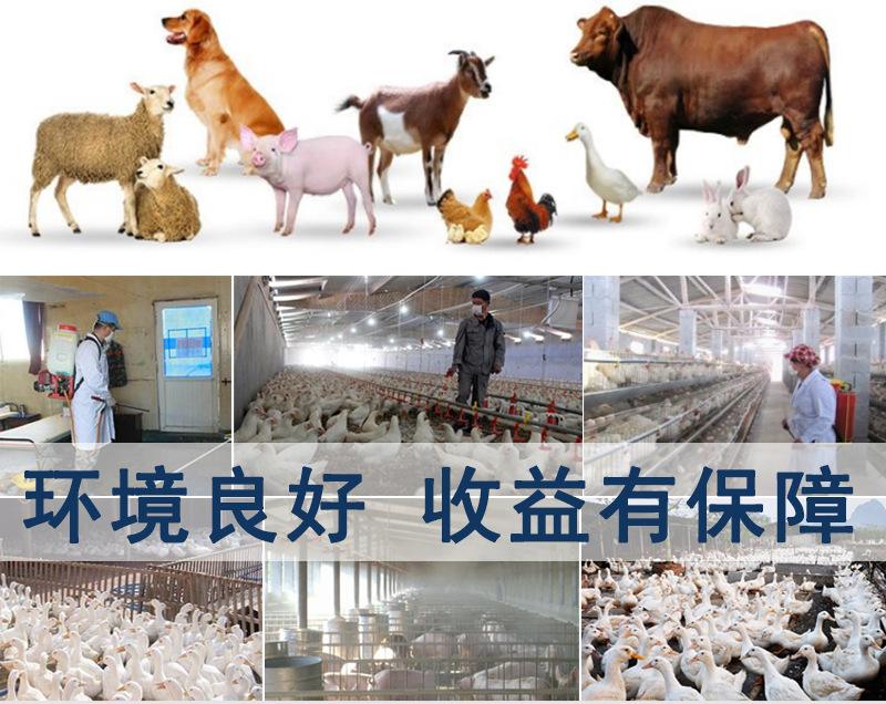 氟苯尼考水溶性粉 家禽水产养殖的抗生素应用与屠宰安全规范