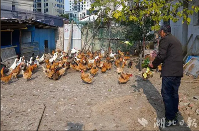 武汉“养鸡第一镇”升级转型 从家禽屠宰迈向宠物经济新蓝海