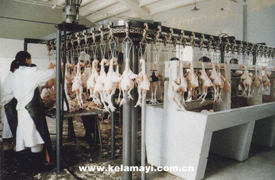 光辉岁月下的家禽屠宰行业变革