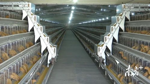 韶关翁源年屠宰加工1100万羽黄肉鸡建设项目即将动工，助力家禽屠宰产业升级